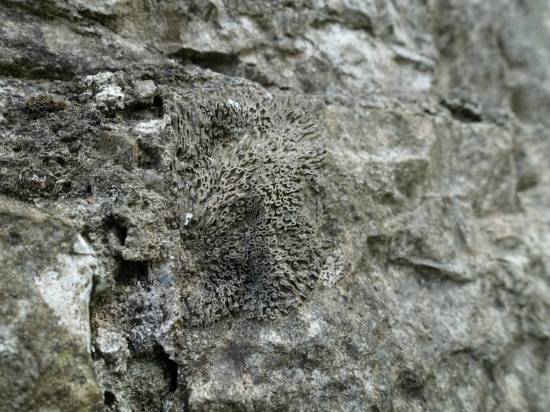 A fossilised sea anemone on one of the limestone blocks
