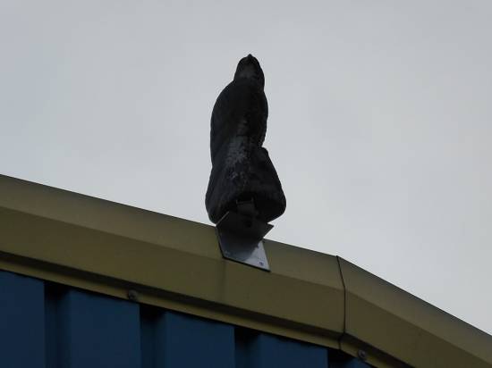 A decoy bird on the roof of the Emerson & Renwick engineering works to keep the real ones off
