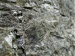 36_A_fossilised_sea_anemone_on_one_of_the_limestone_blocks.JPG