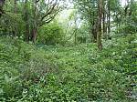 40_Vegetation_in_Larkrigg_Wood_has_taken_over_the_canal_bed__The_white_plants_are_wild_garlic_and_the_smell_down_here_is_fantastic_.JPG
